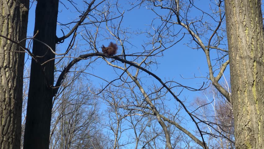 Squirrel sits on a branch of a spring tree against a blue sky