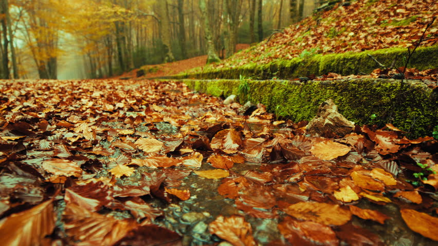 Dry Leaves Fallen on the Roadside Of Mountain in Autumn Season