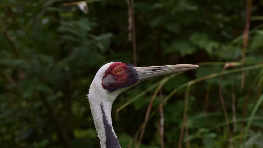 A close-up of a White-naped crane, showing its white and gray feathers, red facial skin, and long beak against greenery