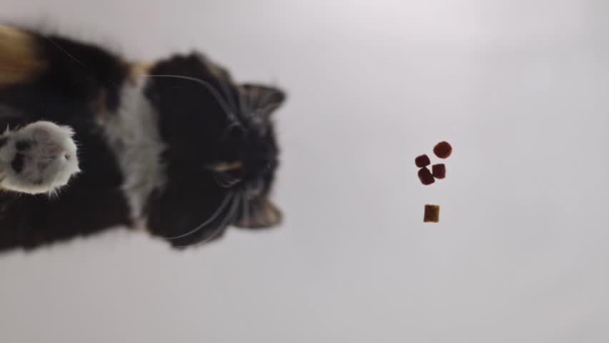 Pedigree cat eats dry food.