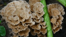 Podoscypha petalodes. It  is a widely distributed species of fungus in the family Meruliaceae. Its common names wine glass fungus, and ruffled paper fungus.
 - Powered by Shutterstock - Get 15% off with code: PIKWIZARD15