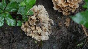 Podoscypha petalodes. It  is a widely distributed species of fungus in the family Meruliaceae. Its common names wine glass fungus, and ruffled paper fungus.
 - Powered by Shutterstock - Get 15% off with code: PIKWIZARD15