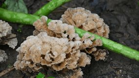 Podoscypha petalodes. It  is a widely distributed species of fungus in the family Meruliaceae. Its common names wine glass fungus, and ruffled paper fungus.
 - Powered by Shutterstock - Get 15% off with code: PIKWIZARD15