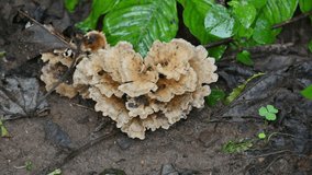 Podoscypha petalodes. It  is a widely distributed species of fungus in the family Meruliaceae. Its common names wine glass fungus, and ruffled paper fungus.
 - Powered by Shutterstock - Get 15% off with code: PIKWIZARD15