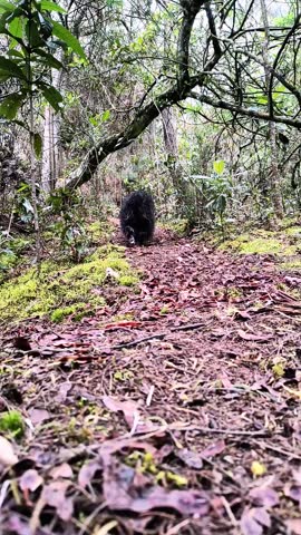 A small black dog walking away on a forest path, surrounded by wild vegetation, moss, and fallen leaves. The shot is low-angle, capturing the earthy texture of the trail and the serene ambiance of a n