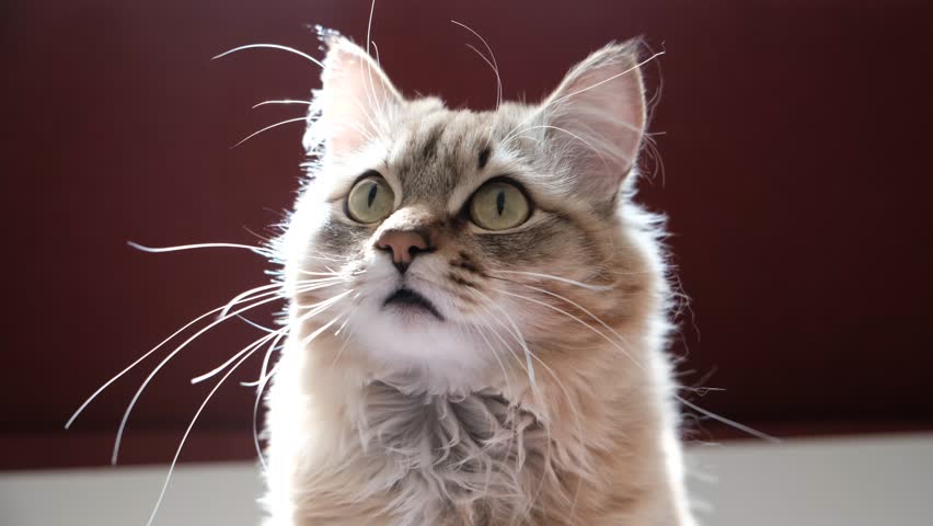 A wary cat carefully watches something, starring with intense. Close up. Cute cat goes on attack. Animal Behavior. Humor	