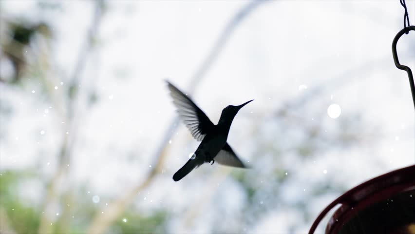 The hummingbird is standing in the air with its wings flapping