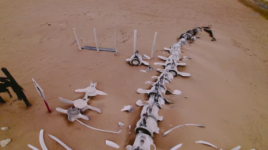 Zoom out view of large whale skeleton partially buried in desert sand with scattered bones and dry environment.
