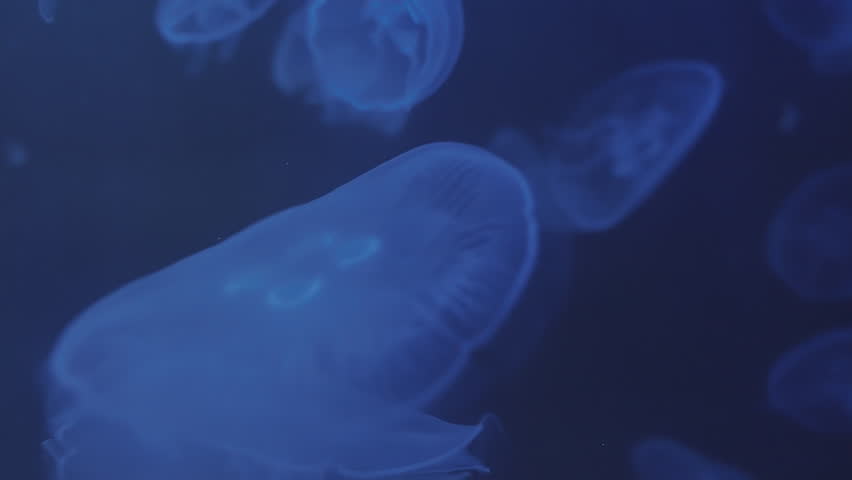 A group of ethereal jellyfish glowing in a dark blue underwater world.