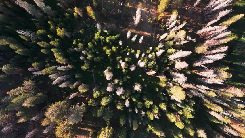 Sequoia National Park Woodland In California, United States. Bird
