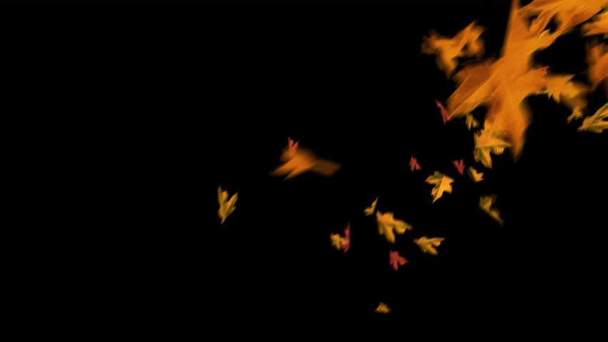 4K Autumn leaves Fast transition with Alpha Channel. Maple leaves Are Rotating, Twirling and Spinning. Golden and Red Foliage with Transparent Background. 5 Second Fall Leaf Overlay Transition