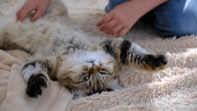 Pretty girl petting, massage tabby cat, having tummy tickled, relaxing cat lying on back, love to animals. Happy pets, enjoying. Upside down. Domestic cat and child. Love, care, talking with friends - Powered by Shutterstock - Get 15% off with code: PIKWIZARD15