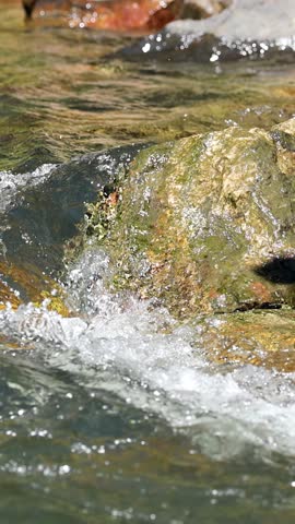 A rock splashes into a sunlit, fast-moving creek surrounded by mossy stones and clear water