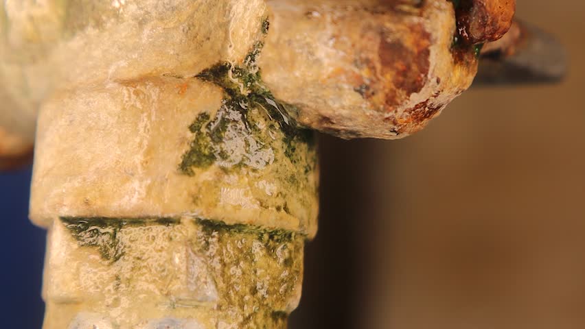 Yellow Jacket Wasp struggles in drought, searching for water at an old leaking tap. Highlights survival, water scarcity, and nature