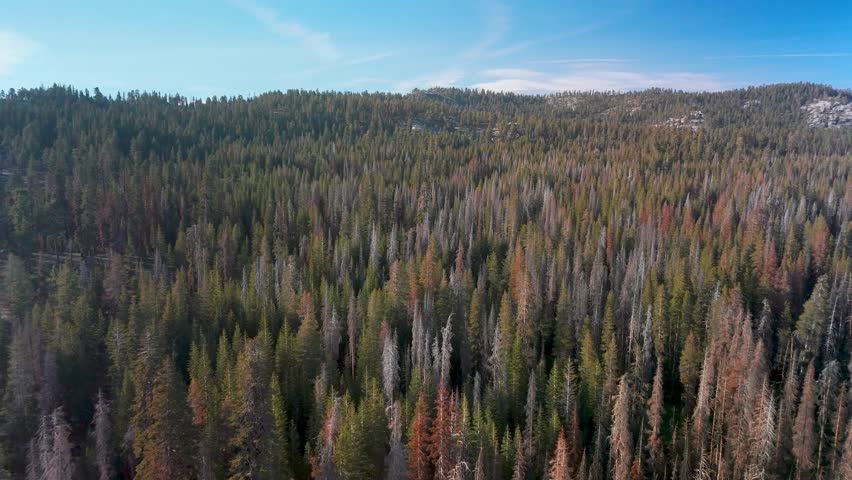 Coniferous Forest In Sequoia National Park, California, United States - Drone Shot