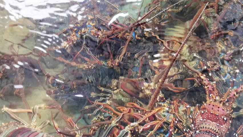 Observe the captivating community of spiny lobsters in their natural underwater environment. A vivid display of marine life and vibrant biodiversity, capturing the essence of aquatic nature.