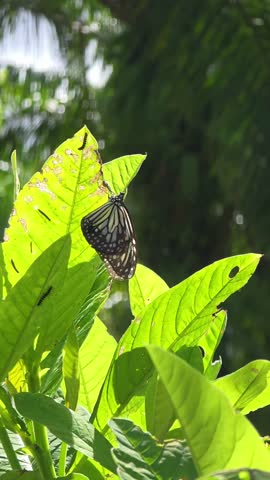 Parallax shot of a beautiful Grey Glassy Tiger butterfly resting on a sunlit green leaf, with caterpillars visible on showy rattlebox plant in a lush tropical garden