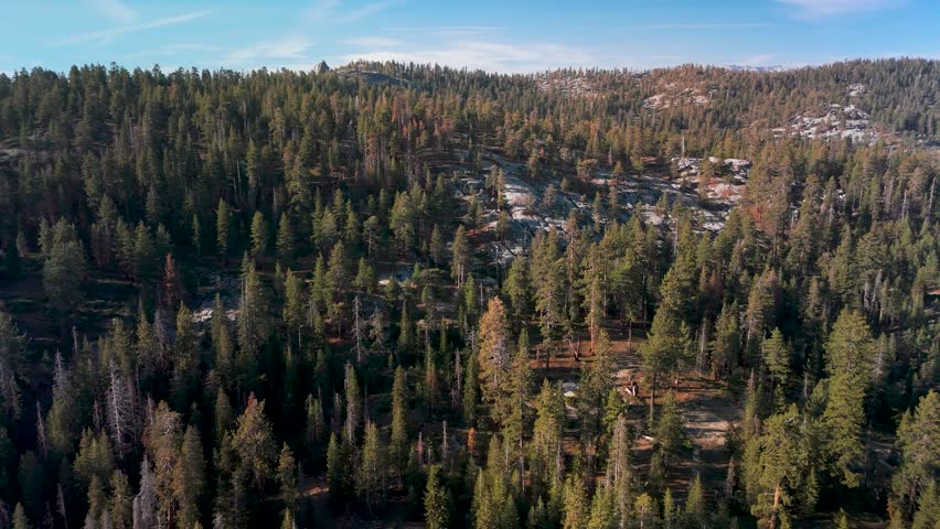 Sequoia National Park Forest In California - Drone Shot
