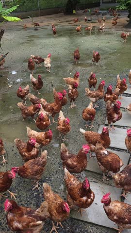 Many free-range chickens are walking on wet ground at a chicken farm in Khao Lak, Thailand.