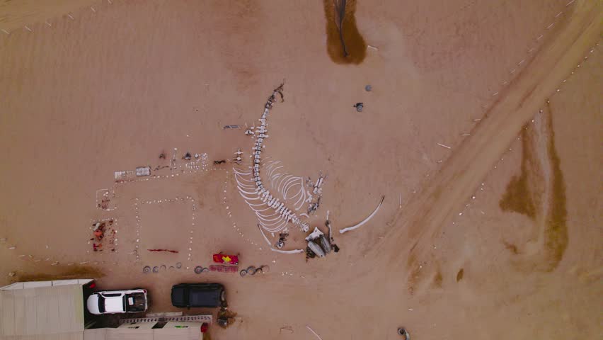 Top-down zenithal zoom in on fossilized whale skeleton preserved in protective site within desert landscape.