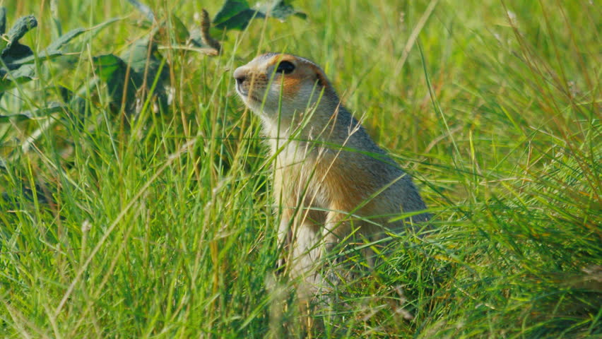 The European ground squirrel or Spermophilus citellus looks around on the natural habitat in the summer green field
