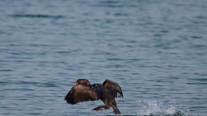 Socotra cormorant wandering around the rocky shores  at low tide 