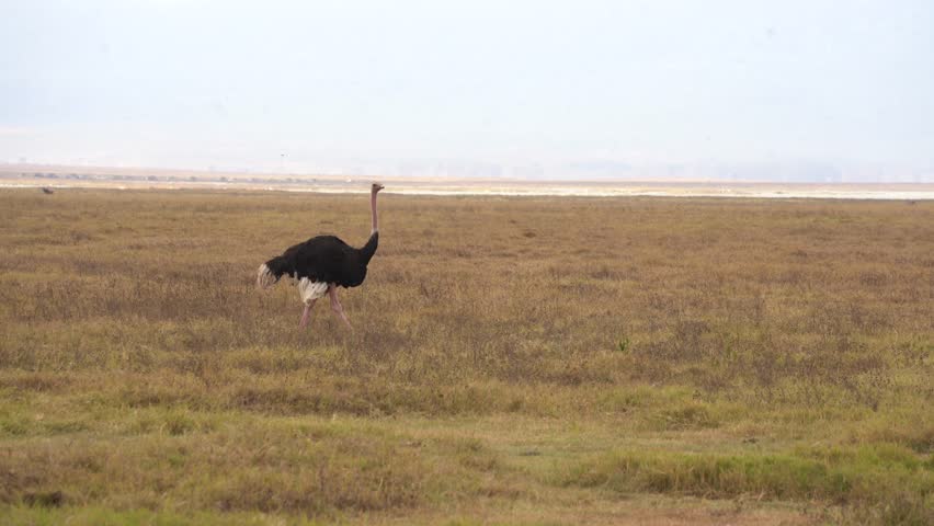 Ostrich walking across the African savanna in Tanzania. Unique wildlife footage of the world’s largest bird in its natural habitat on safari.