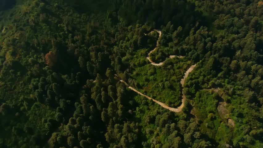 Drone video capturing dense forest and winding trails in Parque Nacional Nevado de Colima, Mexico. Sunlight filters through tree canopy, casting rich shadows, creating a tranquil landscape.