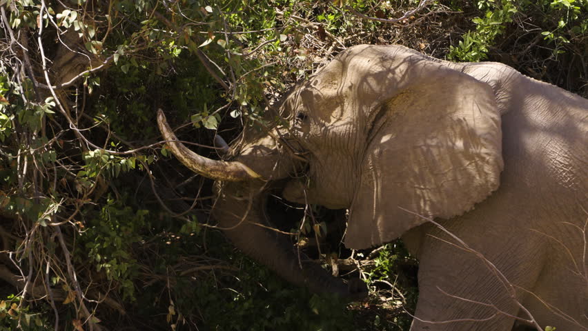 An old desert elephant bull uses his trunk to break a long branch from a bush, twists it in the air and places the thicker end into his mouth. Then he moves his trunk, ready to shred the branch.