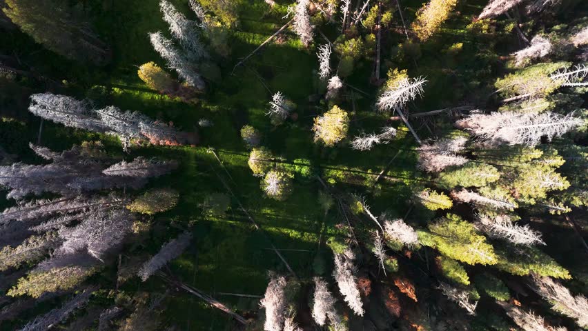 Ascending On Forest Trees In Sequoia National Park, California, United States. Bird
