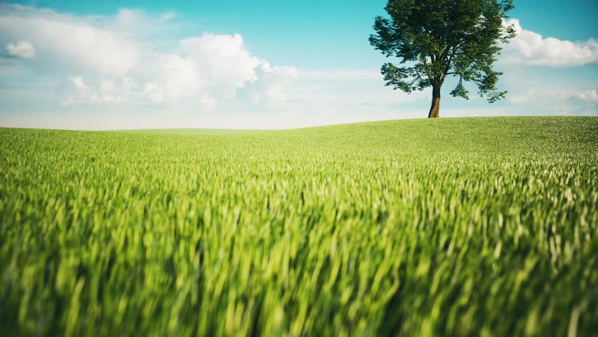 Single Tree in Green Field Swaying in Breeze – Summer Meadow Animation