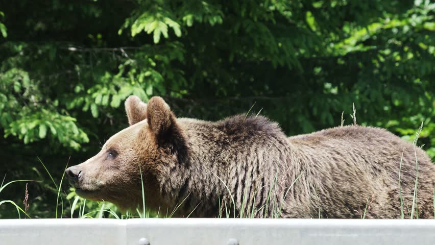 Brown bear on the side of the road in Vrancea, Romania, waiting for food