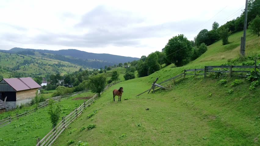 Brown horse on green hill field, grazing meadow, Brown horse grazing peacefully on sunlit green hillside meadow. embodies rural tranquility, freedom, and harmony with nature. ideal for countryside
