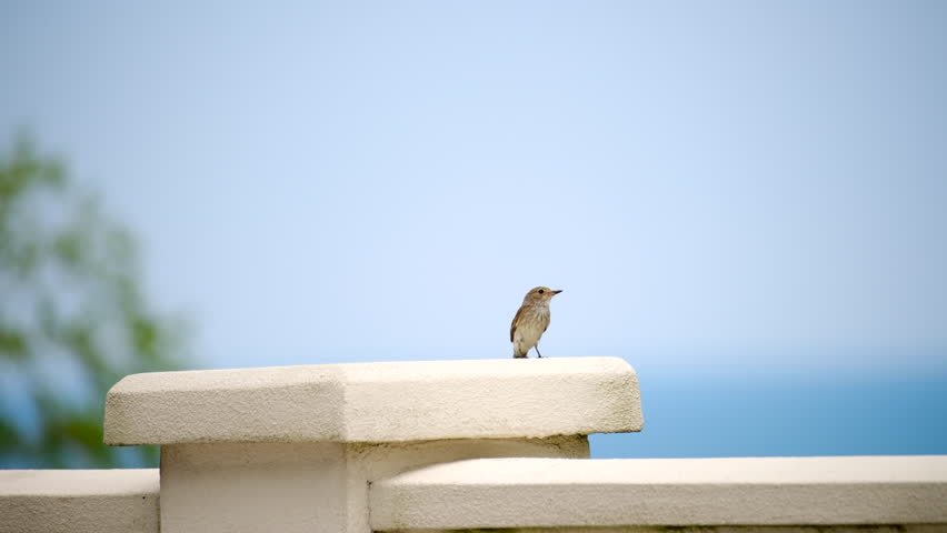 A tiny bird standing gracefully atop a white wall, framed by a tranquil blue sky. The minimalistic composition highlights the serene natural setting and a peaceful moment captured in time.