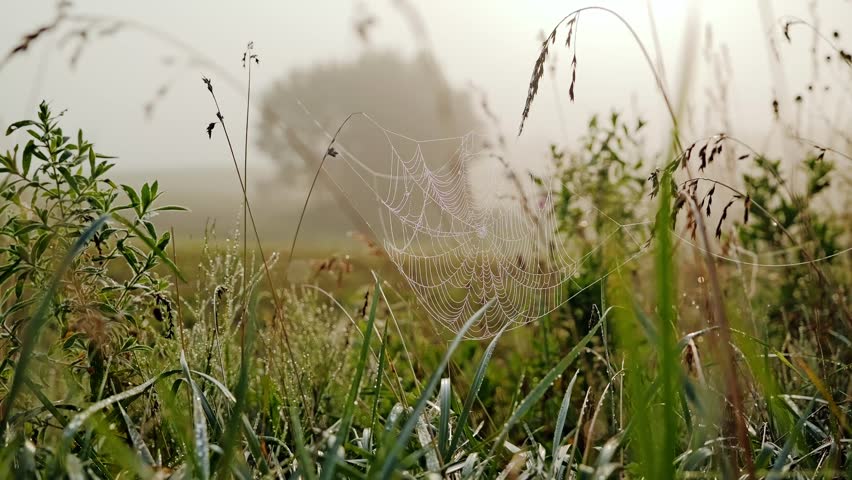 Early fog drapes grassy field as spider web glistens, camera slides gently right