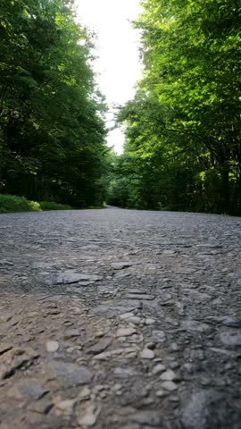 bicycle wheel in the park. walking in the park. man riding a bike. bicycle trip in the middle of the green forest. road in the morning forest