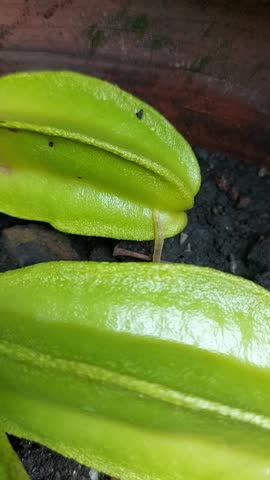 maggots crawling on the star fruit or carambola