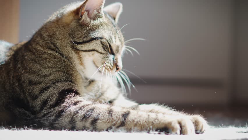 Portrait of a cute, sleepy gray cat