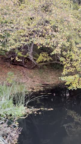Autumn riverbank with a beautiful tree as a boat gently approaches the shore, tranquil seasonal landscape.