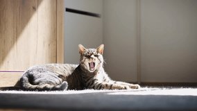 Portrait of a cute, sleepy gray cat - Powered by Shutterstock - Get 15% off with code: PIKWIZARD15