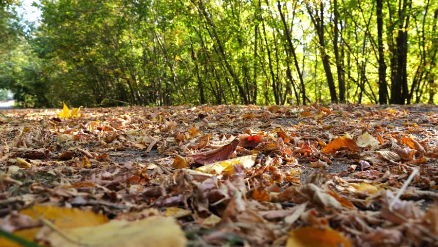 Black electric sedan driving fast along an empty road on yellow leaves. Powerful electrical car crossing through alley. Colorful autumn foliage flying out from under wheel of auto. Low view