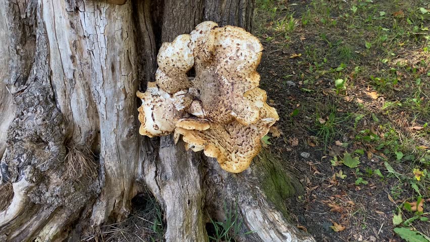 Large polypore mushroom growing on old tree trunk in forest. Wild bracket fungus attached to decaying wood in natural outdoor setting