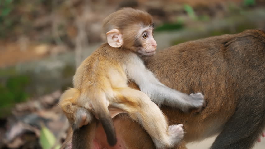 A cute baby monkey clinging to its mother's back.
