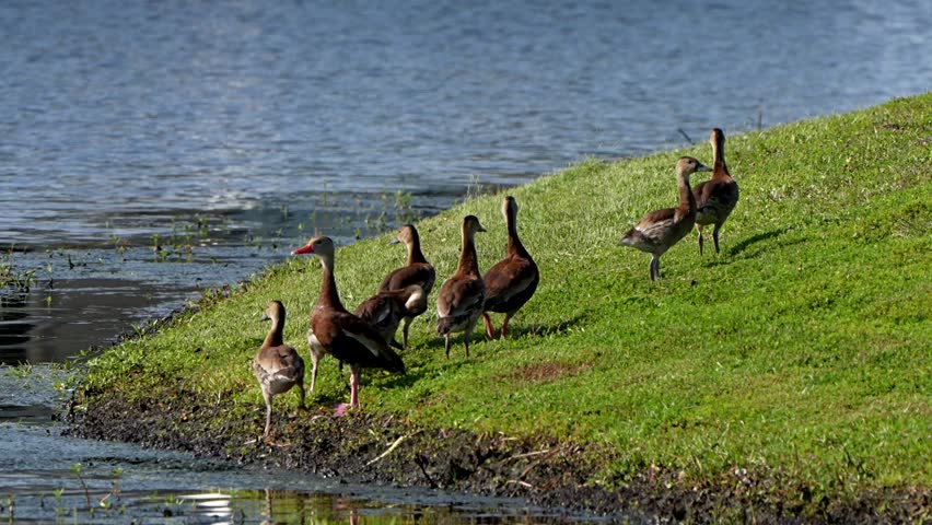 Black bellied whistling duck family