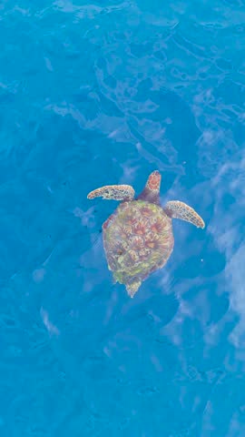 Aerial view of a sea turtle swimming in clear blue ocean water in Palau.
