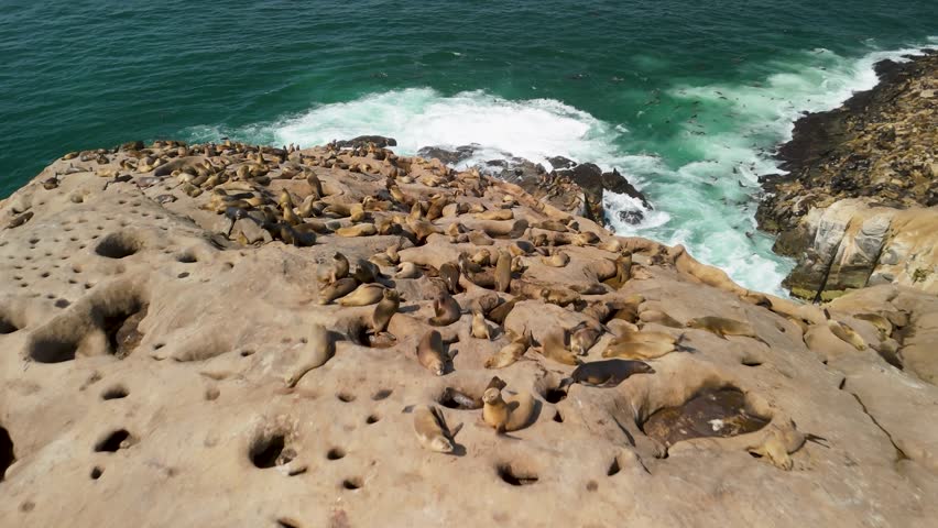 An aerial drone flies over a massive colony of wild sea lions resting and sunbathing on the rocky Palomino Islands in the Pacific Ocean off the coast of Peru