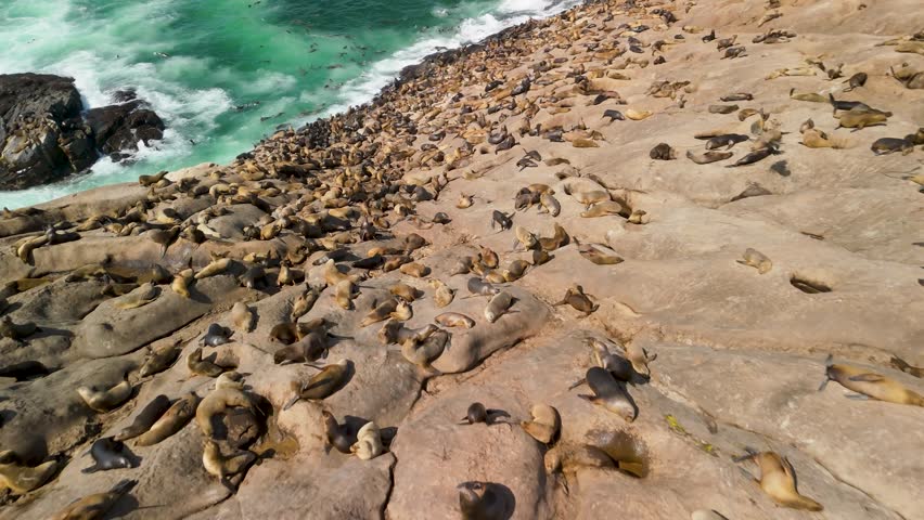 Aerial FPV drone quickly descends near numerous wild sea lions resting across rocky coastal cliffs of Palomino Island by turquoise sea