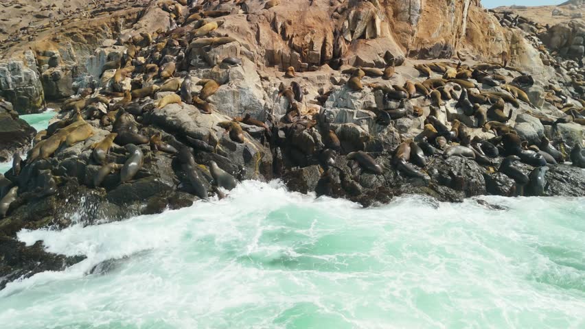 Drone perspective showing sea lions clustered together on rocky Palomino Islands cliffs as ocean waves crash below in bright sunlight