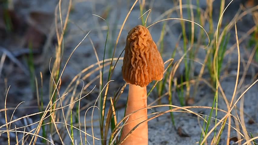 Morel mushroom in the grass in April in sunset golden light, forest wild birds singing background