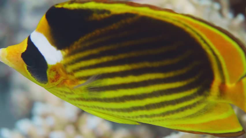 Close up footage of a beautiful Copperband Butterflyfish Chelmon rostratus with distinctive yellow and black stripes and a long snout, gracefully swimming in a clear, colorful coral reef or home aquar